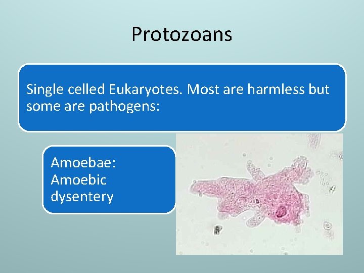 Protozoans Single celled Eukaryotes. Most are harmless but some are pathogens: Amoebae: Amoebic dysentery