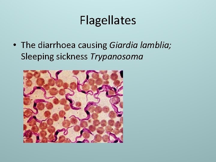 Flagellates • The diarrhoea causing Giardia lamblia; Sleeping sickness Trypanosoma 