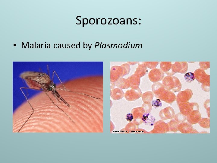 Sporozoans: • Malaria caused by Plasmodium 