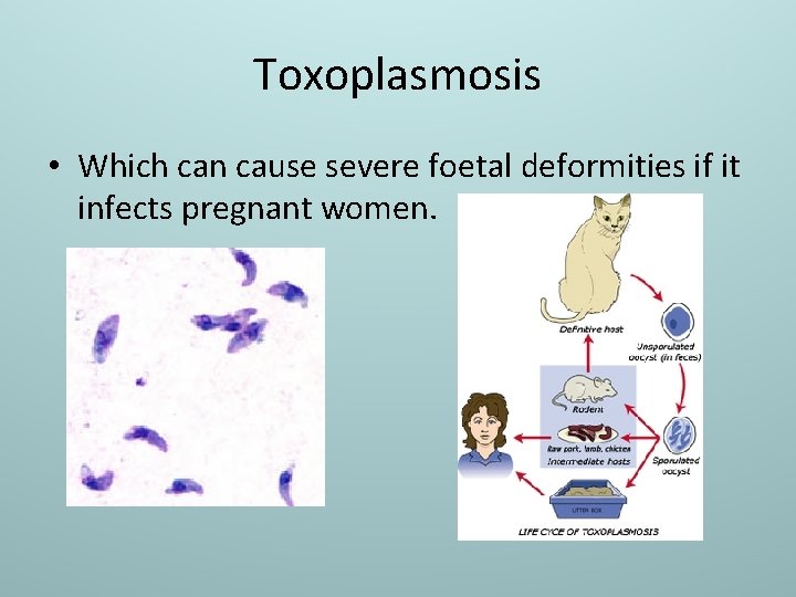 Toxoplasmosis • Which can cause severe foetal deformities if it infects pregnant women. 