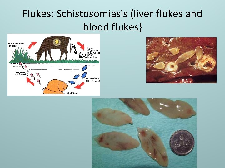 Flukes: Schistosomiasis (liver flukes and blood flukes) 