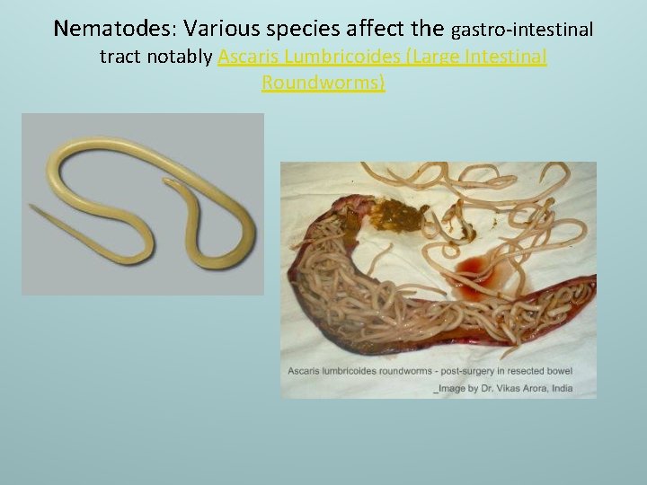 Nematodes: Various species affect the gastro-intestinal tract notably Ascaris Lumbricoides (Large Intestinal Roundworms) 