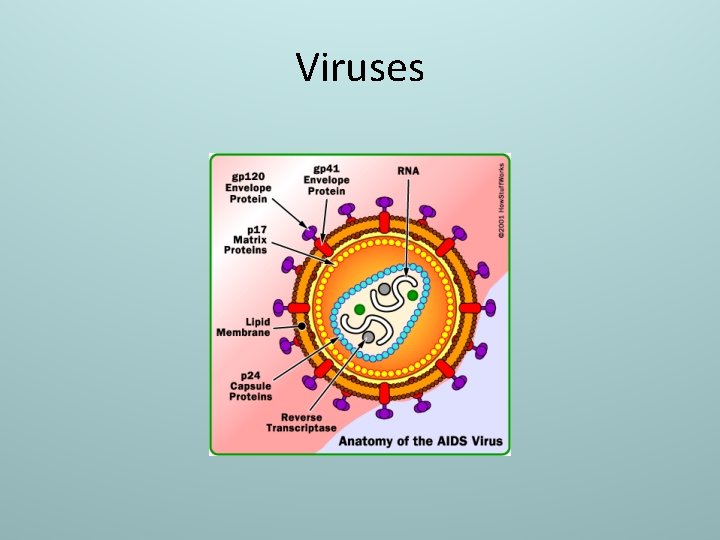 Viruses 