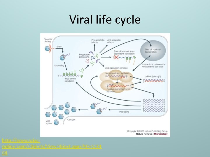 Viral life cycle http: //www. wisconline. com/Objects/View. Object. aspx? ID=SCE 4 04 