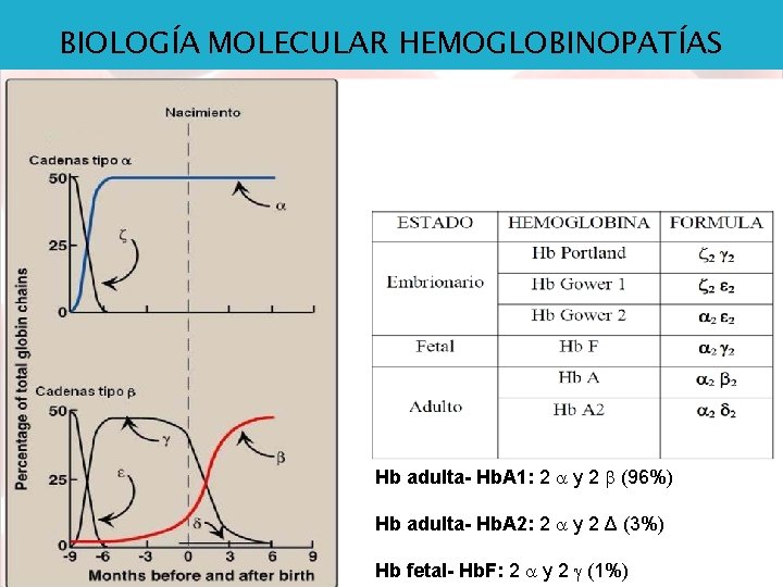 BIOLOGÍA MOLECULAR HEMOGLOBINOPATÍAS Hb adulta- Hb. A 1: 2 y 2 (96%) Hb adulta-