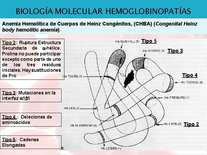 BIOLOGÍA MOLECULAR HEMOGLOBINOPATÍAS Anemia Hemolítica de Cuerpos de Heinz Congénitos, (CHBA) (Congenital Heinz body