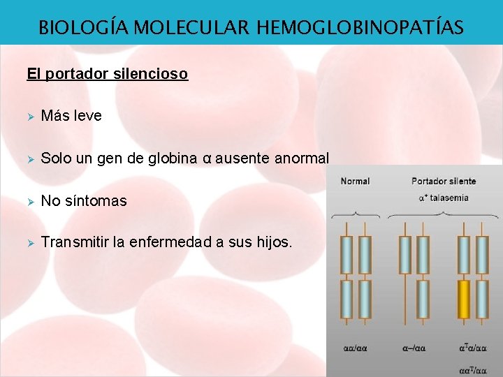 BIOLOGÍA MOLECULAR HEMOGLOBINOPATÍAS El portador silencioso Ø Más leve Ø Solo un gen de