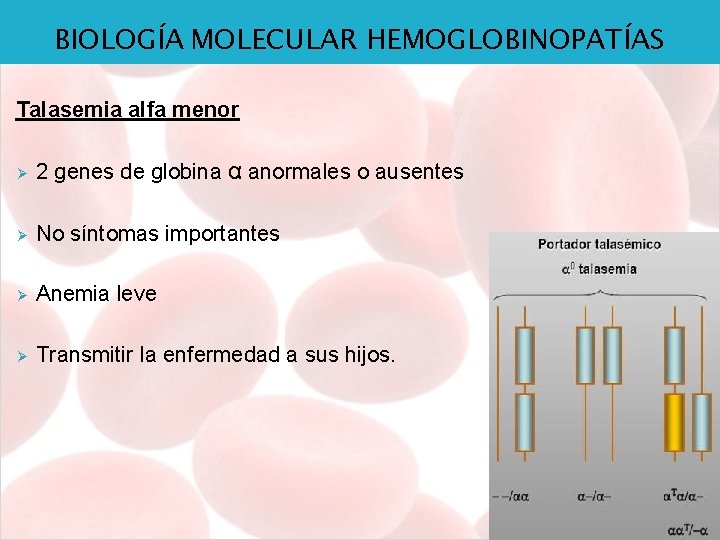 BIOLOGÍA MOLECULAR HEMOGLOBINOPATÍAS Talasemia alfa menor Ø 2 genes de globina α anormales o