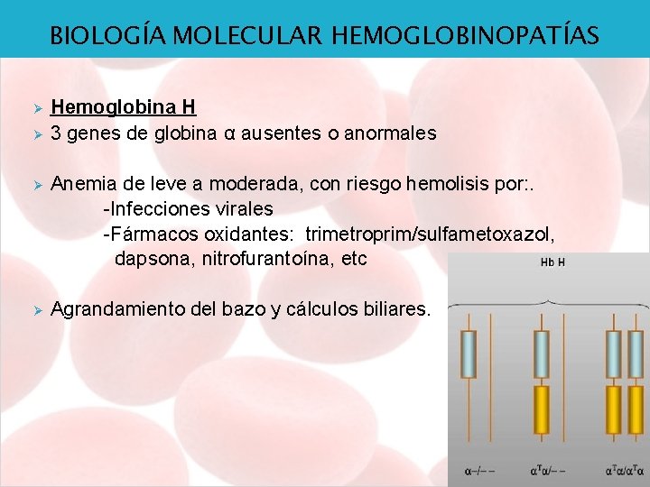 BIOLOGÍA MOLECULAR HEMOGLOBINOPATÍAS Ø Ø Hemoglobina H 3 genes de globina α ausentes o