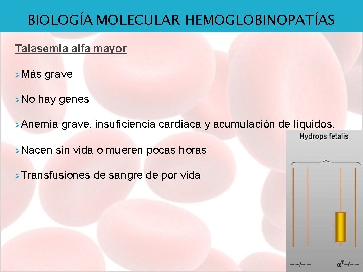 BIOLOGÍA MOLECULAR HEMOGLOBINOPATÍAS Talasemia alfa mayor ØMás ØNo grave hay genes ØAnemia ØNacen grave,