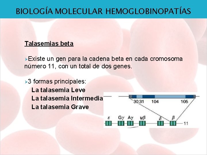 BIOLOGÍA MOLECULAR HEMOGLOBINOPATÍAS Talasemias beta ØExiste un gen para la cadena beta en cada