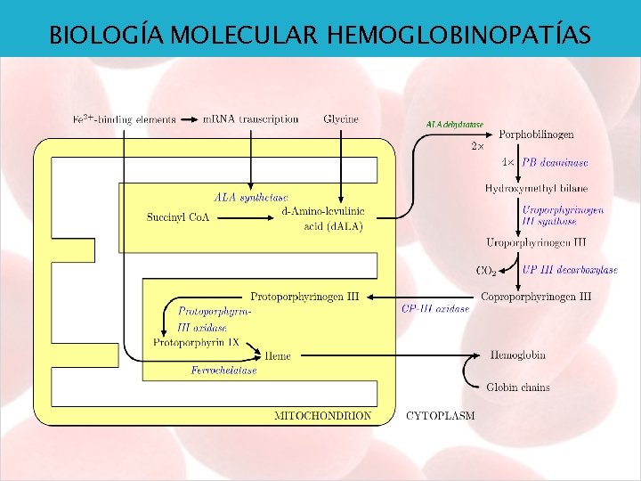 BIOLOGÍA MOLECULAR HEMOGLOBINOPATÍAS 