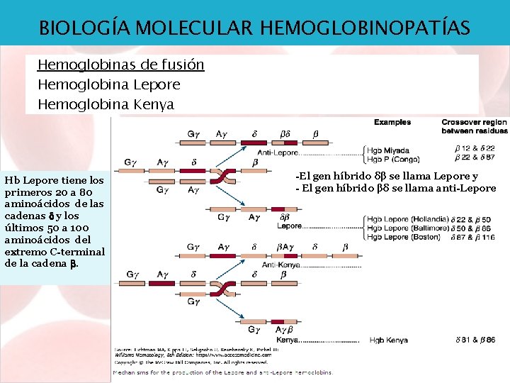 BIOLOGÍA MOLECULAR HEMOGLOBINOPATÍAS Hemoglobinas de fusión Hemoglobina Lepore Hemoglobina Kenya Hb Lepore tiene los