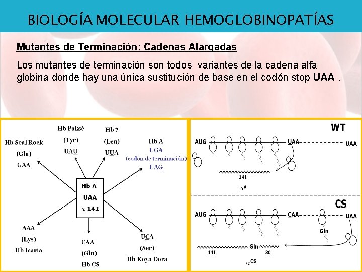 BIOLOGÍA MOLECULAR HEMOGLOBINOPATÍAS Mutantes de Terminación: Cadenas Alargadas Los mutantes de terminación son todos