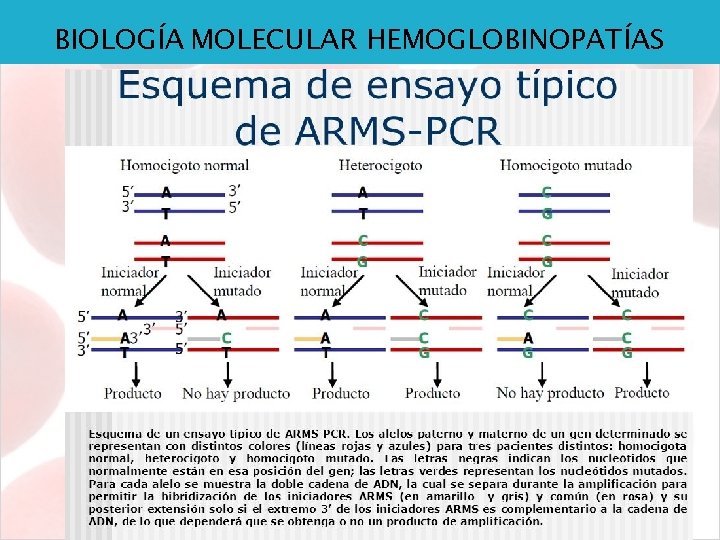 BIOLOGÍA MOLECULAR HEMOGLOBINOPATÍAS 