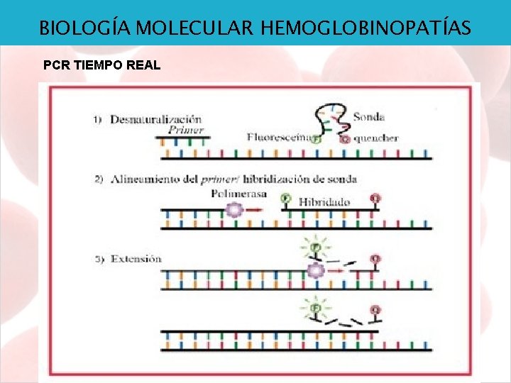 BIOLOGÍA MOLECULAR HEMOGLOBINOPATÍAS PCR TIEMPO REAL 