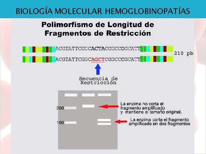 BIOLOGÍA MOLECULAR HEMOGLOBINOPATÍAS 