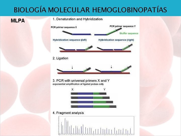 BIOLOGÍA MOLECULAR HEMOGLOBINOPATÍAS MLPA 