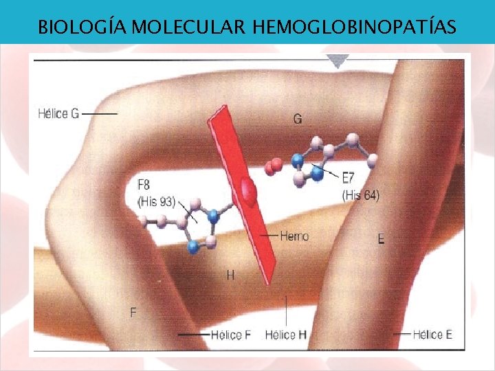 BIOLOGÍA MOLECULAR HEMOGLOBINOPATÍAS 