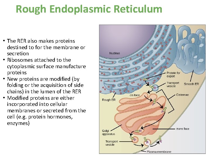Rough Endoplasmic Reticulum • The RER also makes proteins destined to for the membrane Rough Endoplasmic Reticulum • The RER also makes proteins destined to for the membrane