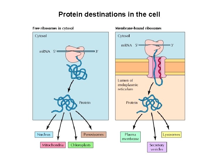 Protein destinations in the cell Protein destinations in the cell