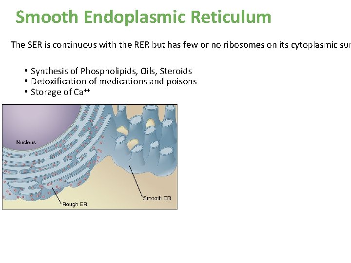 Smooth Endoplasmic Reticulum The SER is continuous with the RER but has few or Smooth Endoplasmic Reticulum The SER is continuous with the RER but has few or