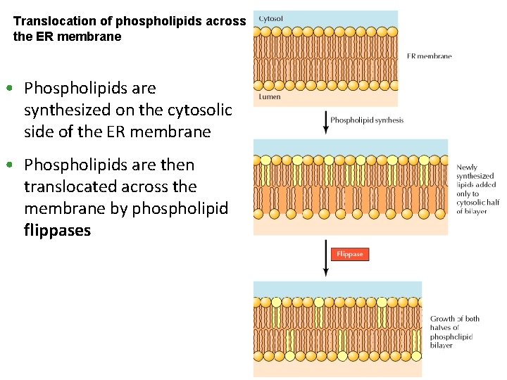 Translocation of phospholipids across the ER membrane • Phospholipids are synthesized on the cytosolic Translocation of phospholipids across the ER membrane • Phospholipids are synthesized on the cytosolic