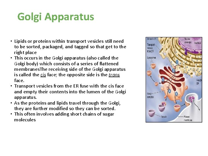 Golgi Apparatus • Lipids or proteins within transport vesicles still need to be sorted, Golgi Apparatus • Lipids or proteins within transport vesicles still need to be sorted,