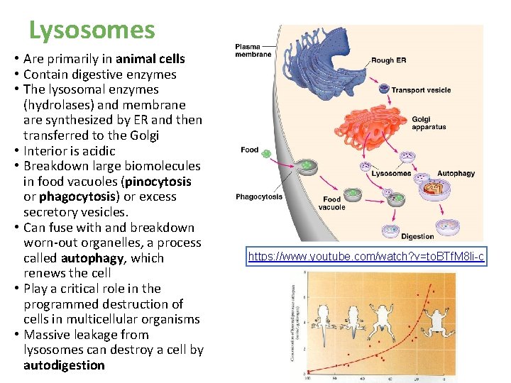 Lysosomes • Are primarily in animal cells • Contain digestive enzymes • The lysosomal Lysosomes • Are primarily in animal cells • Contain digestive enzymes • The lysosomal