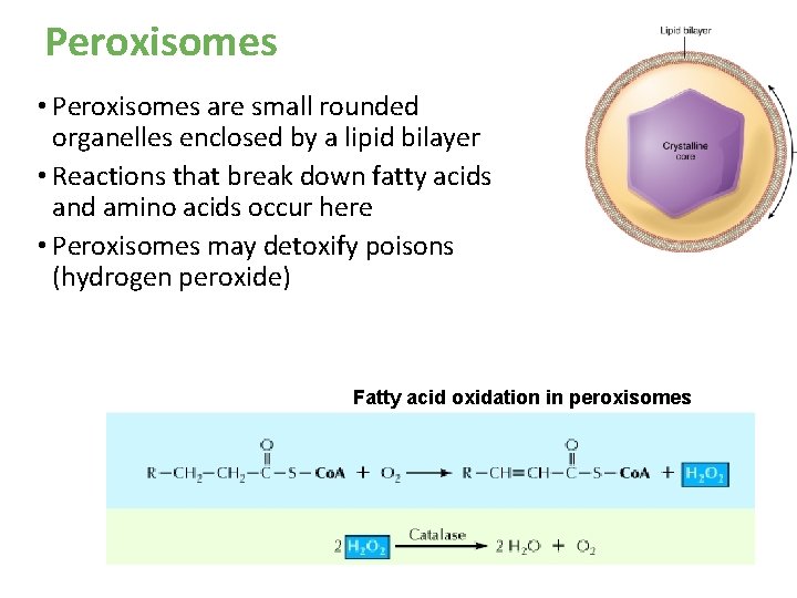 Peroxisomes • Peroxisomes are small rounded organelles enclosed by a lipid bilayer • Reactions Peroxisomes • Peroxisomes are small rounded organelles enclosed by a lipid bilayer • Reactions