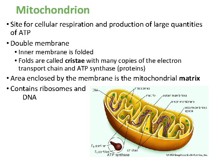 Mitochondrion • Site for cellular respiration and production of large quantities of ATP • Mitochondrion • Site for cellular respiration and production of large quantities of ATP •