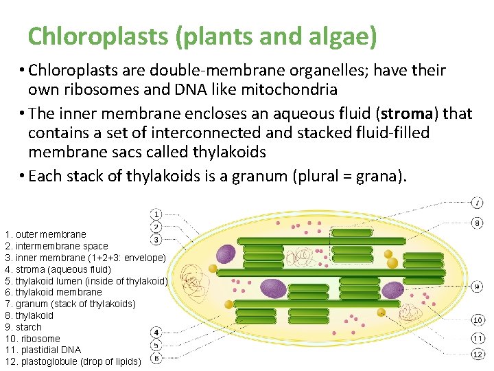Chloroplasts (plants and algae) • Chloroplasts are double-membrane organelles; have their own ribosomes and Chloroplasts (plants and algae) • Chloroplasts are double-membrane organelles; have their own ribosomes and
