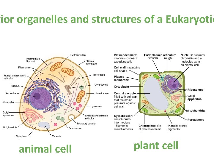 rior organelles and structures of a Eukaryotic animal cell plant cell rior organelles and structures of a Eukaryotic animal cell plant cell
