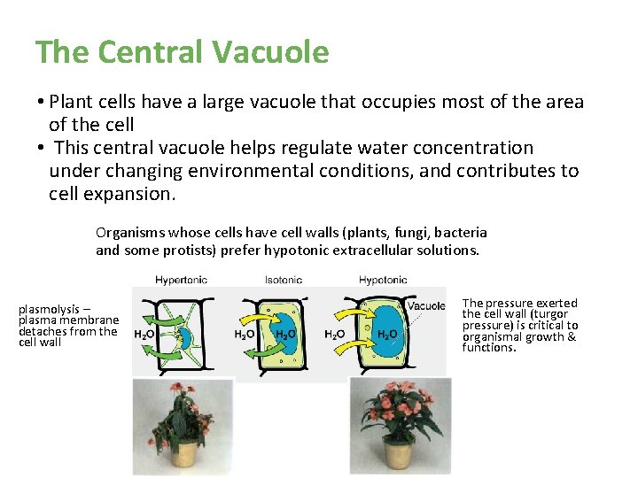 The Central Vacuole • Plant cells have a large vacuole that occupies most of The Central Vacuole • Plant cells have a large vacuole that occupies most of