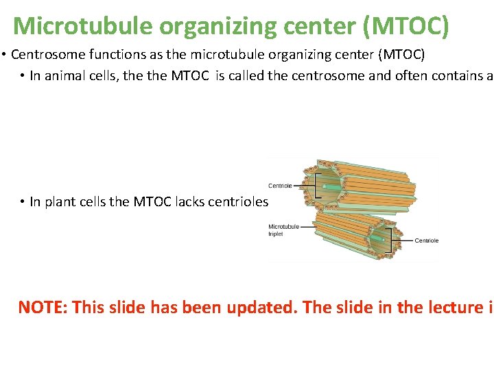 Microtubule organizing center (MTOC) • Centrosome functions as the microtubule organizing center (MTOC) • Microtubule organizing center (MTOC) • Centrosome functions as the microtubule organizing center (MTOC) •
