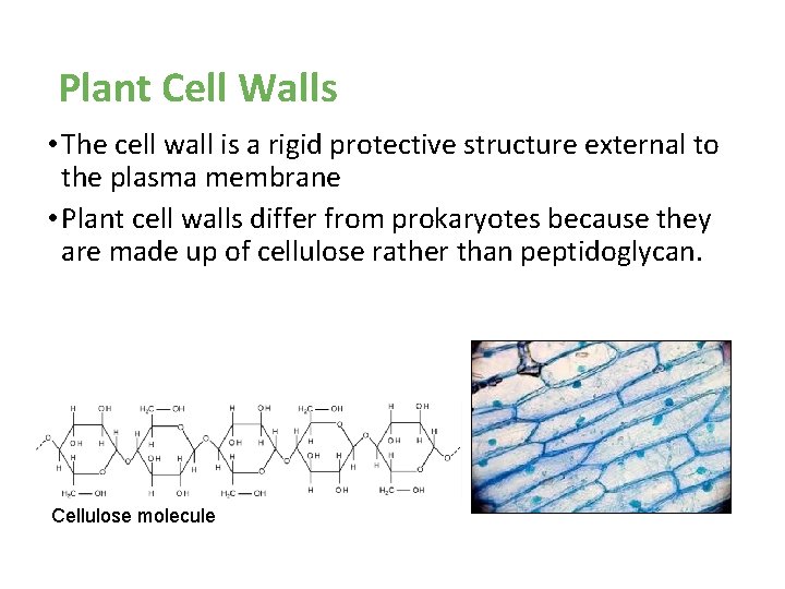 Plant Cell Walls • The cell wall is a rigid protective structure external to Plant Cell Walls • The cell wall is a rigid protective structure external to