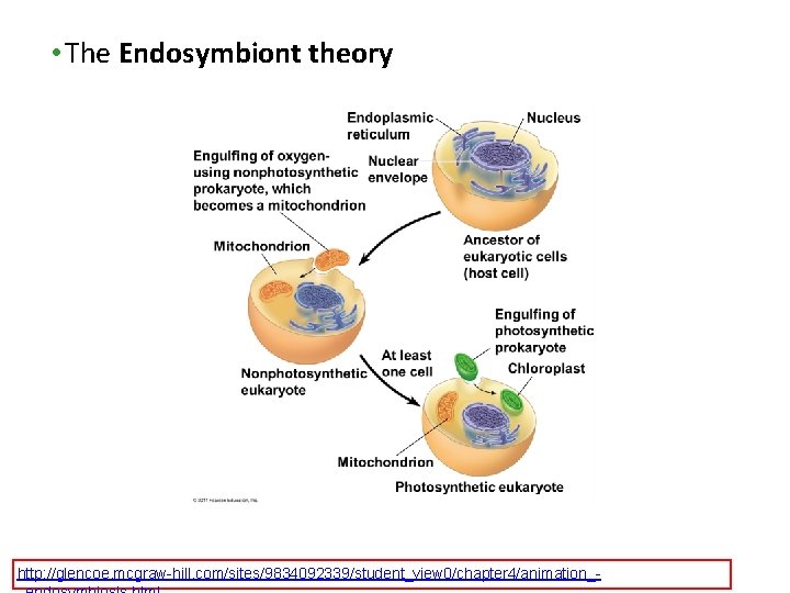 • The Endosymbiont theory http: //glencoe. mcgraw-hill. com/sites/9834092339/student_view 0/chapter 4/animation_- • The Endosymbiont theory http: //glencoe. mcgraw-hill. com/sites/9834092339/student_view 0/chapter 4/animation_-