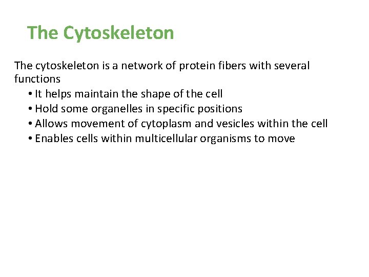 The Cytoskeleton The cytoskeleton is a network of protein fibers with several functions • The Cytoskeleton The cytoskeleton is a network of protein fibers with several functions •