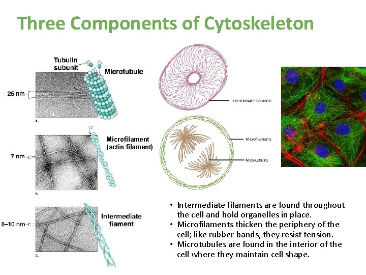 Three Components of Cytoskeleton Microfilament (actin filament) • Intermediate filaments are found throughout the Three Components of Cytoskeleton Microfilament (actin filament) • Intermediate filaments are found throughout the
