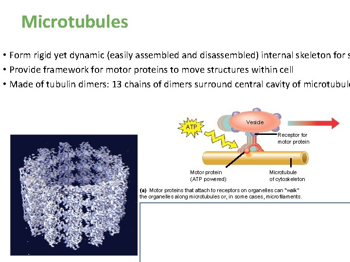 Microtubules • Form rigid yet dynamic (easily assembled and disassembled) internal skeleton for s Microtubules • Form rigid yet dynamic (easily assembled and disassembled) internal skeleton for s
