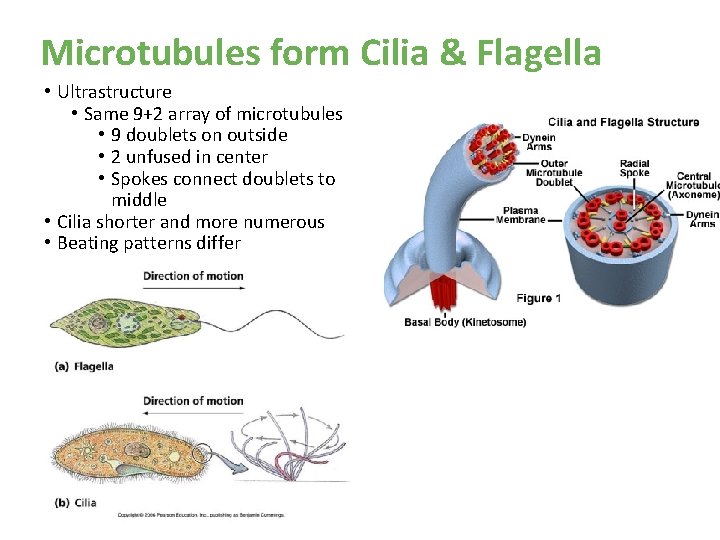 Microtubules form Cilia & Flagella • Ultrastructure • Same 9+2 array of microtubules • Microtubules form Cilia & Flagella • Ultrastructure • Same 9+2 array of microtubules •