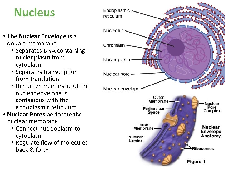 Nucleus • The Nuclear Envelope is a double membrane • Separates DNA containing nucleoplasm Nucleus • The Nuclear Envelope is a double membrane • Separates DNA containing nucleoplasm