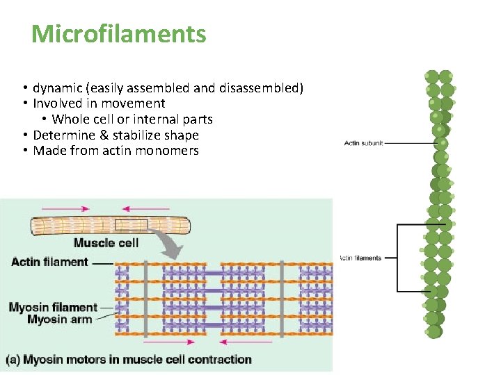 Microfilaments • dynamic (easily assembled and disassembled) • Involved in movement • Whole cell Microfilaments • dynamic (easily assembled and disassembled) • Involved in movement • Whole cell