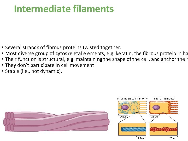 Intermediate filaments • Several strands of fibrous proteins twisted together. • Most diverse group Intermediate filaments • Several strands of fibrous proteins twisted together. • Most diverse group