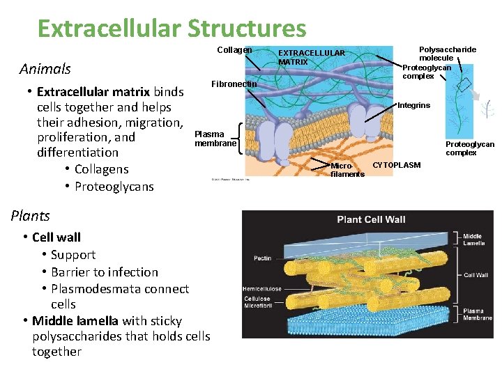 Extracellular Structures Collagen Animals • Extracellular matrix binds cells together and helps their adhesion, Extracellular Structures Collagen Animals • Extracellular matrix binds cells together and helps their adhesion,