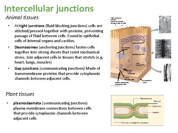 Intercellular junctions Animal tissues • • • At tight junctions (fluid blocking junctions) cells Intercellular junctions Animal tissues • • • At tight junctions (fluid blocking junctions) cells