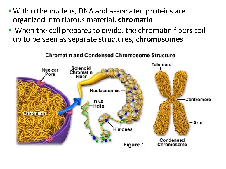 • Within the nucleus, DNA and associated proteins are organized into fibrous material, • Within the nucleus, DNA and associated proteins are organized into fibrous material,