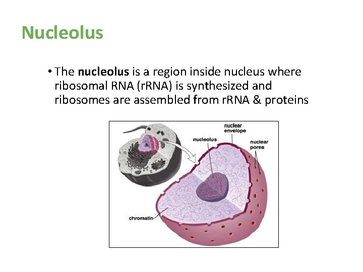 Nucleolus • The nucleolus is a region inside nucleus where ribosomal RNA (r. RNA) Nucleolus • The nucleolus is a region inside nucleus where ribosomal RNA (r. RNA)