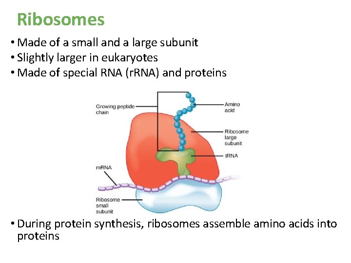 Ribosomes • Made of a small and a large subunit • Slightly larger in Ribosomes • Made of a small and a large subunit • Slightly larger in
