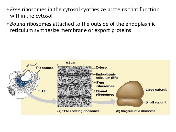 • Free ribosomes in the cytosol synthesize proteins that function within the cytosol • Free ribosomes in the cytosol synthesize proteins that function within the cytosol